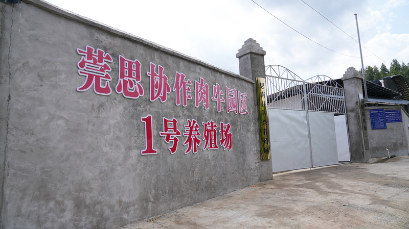 莞思協(xié)作肉牛園區(qū)1號養(yǎng)殖場。思南縣融媒體中心供圖