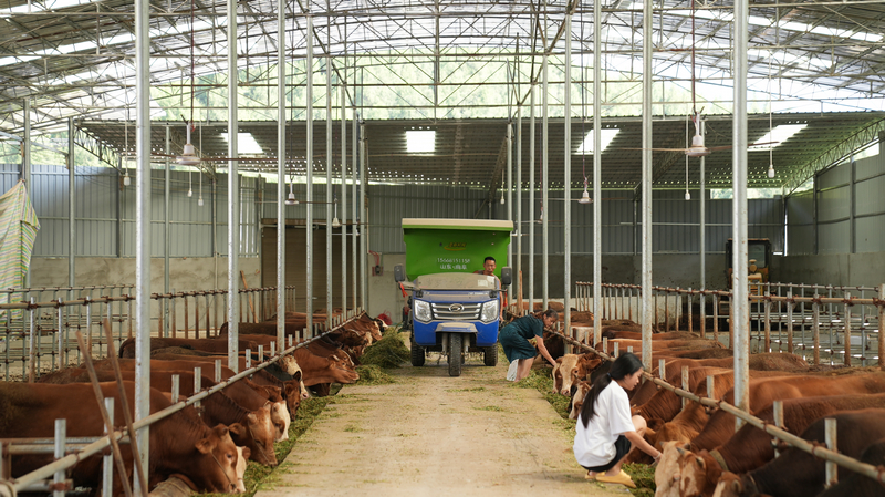 橋鎮(zhèn)肉牛養(yǎng)殖園區(qū)。思南縣融媒體中心供圖