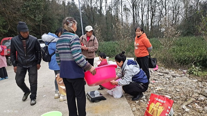 圖為茶場茶葉采收。