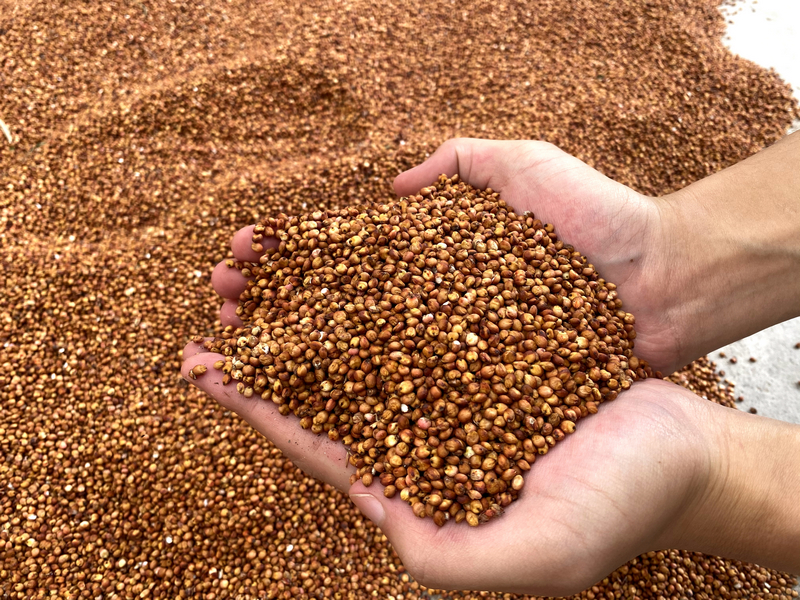 習(xí)水縣程寨鎮(zhèn):監(jiān)督靠前 營(yíng)造好“糧”風(fēng)。