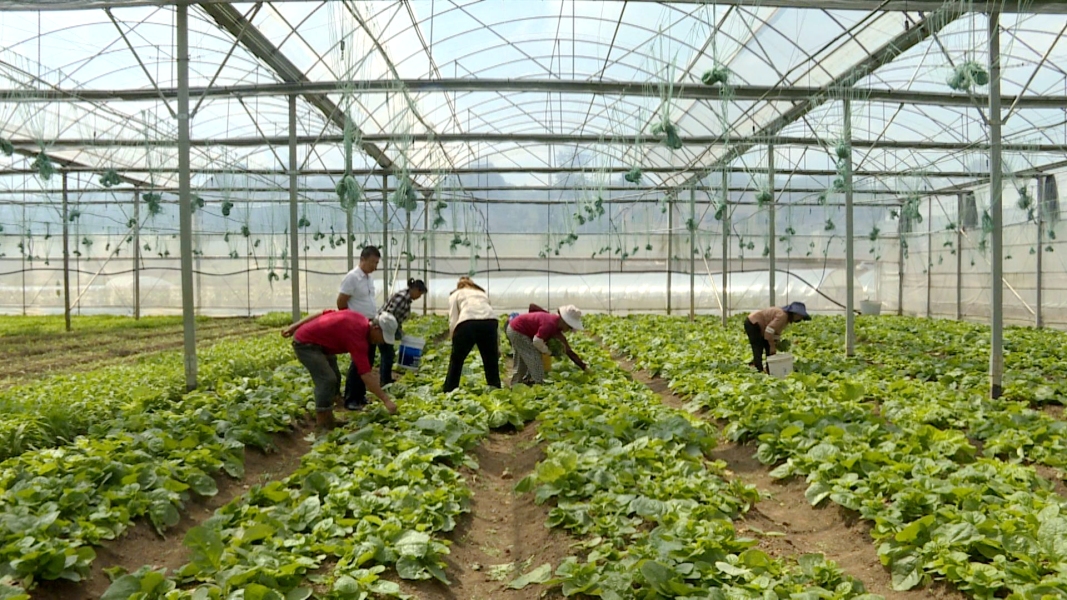 修文縣陽明洞街道程官村蔬菜基地。