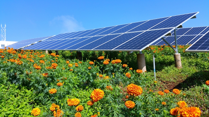 么站農業光伏電站種植的“萬壽菊”。劉大珩攝