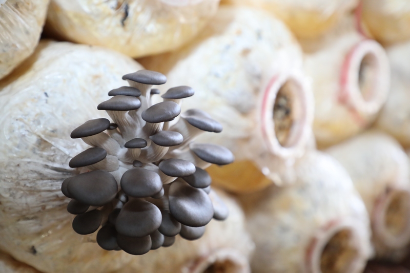 夏家坪子種植基地作物——平菇。劉大珩攝