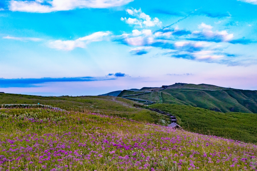 韭菜坪景區萬畝韭菜花盛開。高文義攝
