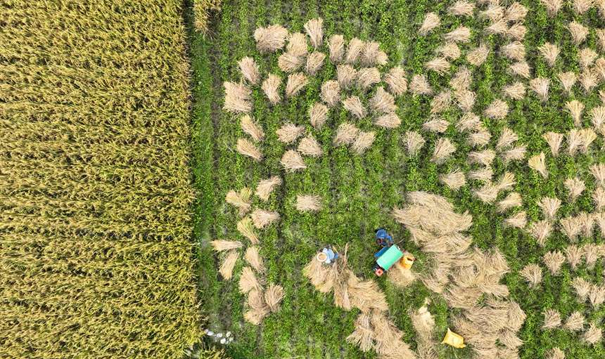 村民在開陽縣禾豐鄉馬頭村收割水稻。袁福洪攝