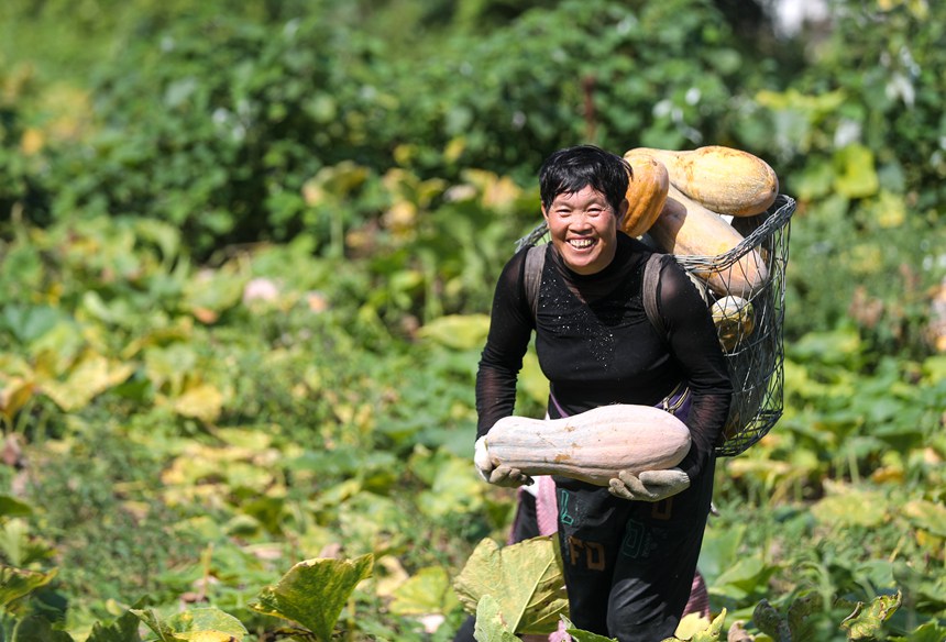 村民在開陽縣楠木渡鎮黃木村采收南瓜。袁福洪攝