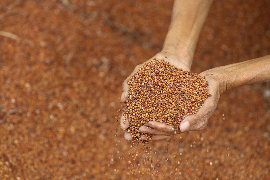 村民在開陽縣永溫鎮雙合村高粱種植基地查看高粱飽粒情況。袁福洪攝