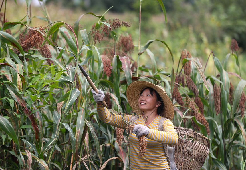 村民在開(kāi)陽(yáng)縣永溫鎮(zhèn)雙合村收割高粱。袁福洪攝
