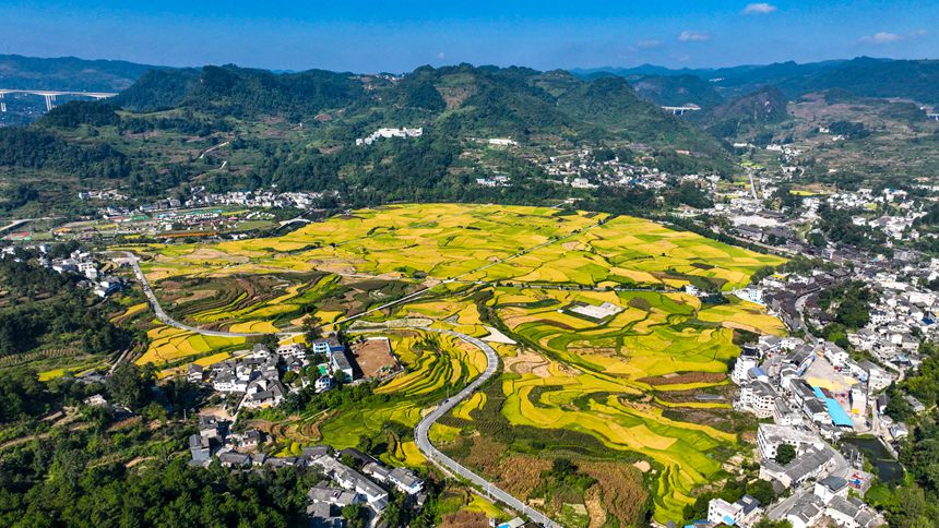 開陽縣禾豐鄉底窩壩千畝水稻種植示范區田園景色。袁福洪攝