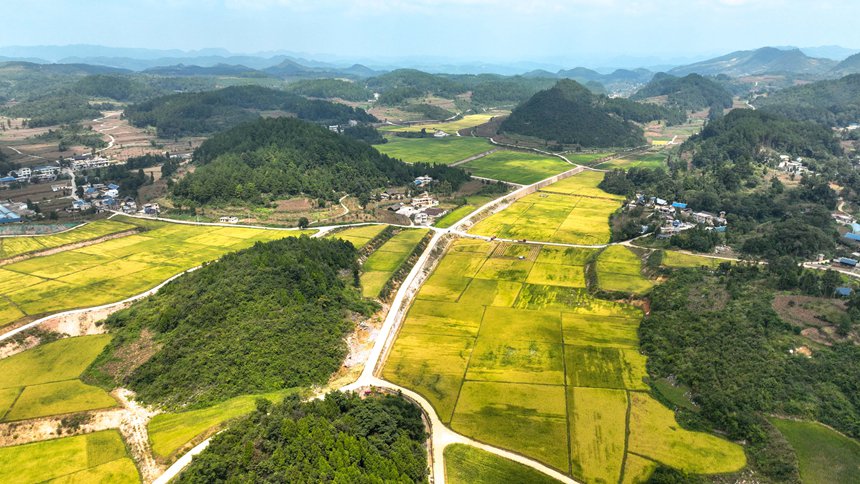開陽縣宅吉鄉高標準農田水稻豐收場景。袁福洪攝
