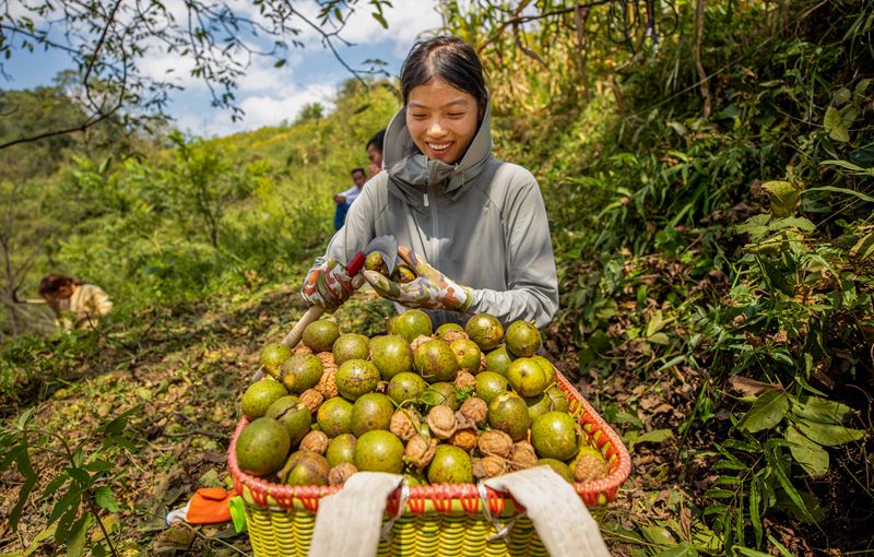 初秋時節(jié),貴州赫章縣朱明鎮(zhèn)7萬多畝核桃陸續(xù)迎來采摘季,村民們正搶抓農(nóng)時采摘,確保核桃豐產(chǎn)豐收。這是村民剝新鮮核桃。 李學(xué)友 攝