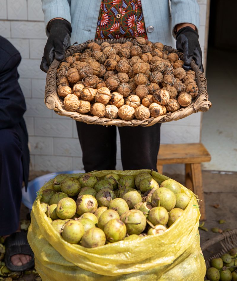 初秋時節(jié),貴州赫章縣朱明鎮(zhèn)7萬多畝核桃陸續(xù)迎來采摘季,村民們正搶抓農(nóng)時采摘,確保核桃豐產(chǎn)豐收。這是村民分揀裝袋打下的新鮮核桃。李學(xué)友攝