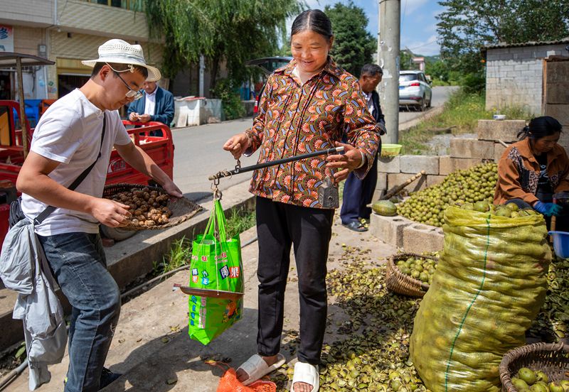 初秋時節(jié),貴州赫章縣朱明鎮(zhèn)7萬多畝核桃陸續(xù)迎來采摘季,村民們正搶抓農(nóng)時采摘,確保核桃豐產(chǎn)豐收。這是村民銷售新鮮核桃。 李學(xué)友攝