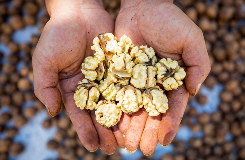 初秋時節(jié)，貴州赫章縣朱明鎮(zhèn)7萬多畝核桃陸續(xù)迎來采摘季，村民們正搶抓農(nóng)時采摘，確保核桃豐產(chǎn)豐收。這是村民展示新鮮核桃。 李學(xué)友攝