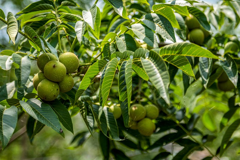 初秋時節(jié),貴州赫章縣朱明鎮(zhèn)7萬多畝核桃陸續(xù)迎來采摘季,村民們正搶抓農(nóng)時采摘,確保核桃豐產(chǎn)豐收。這是赫章嫁接兩年的掛果核桃。 李學(xué)友攝