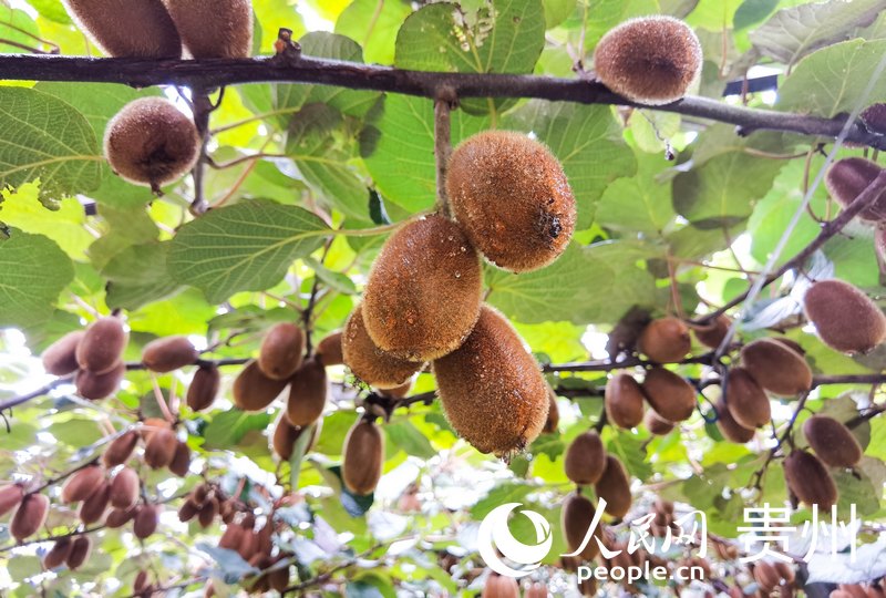 平灘村獼猴桃。人民網 王秀芳攝