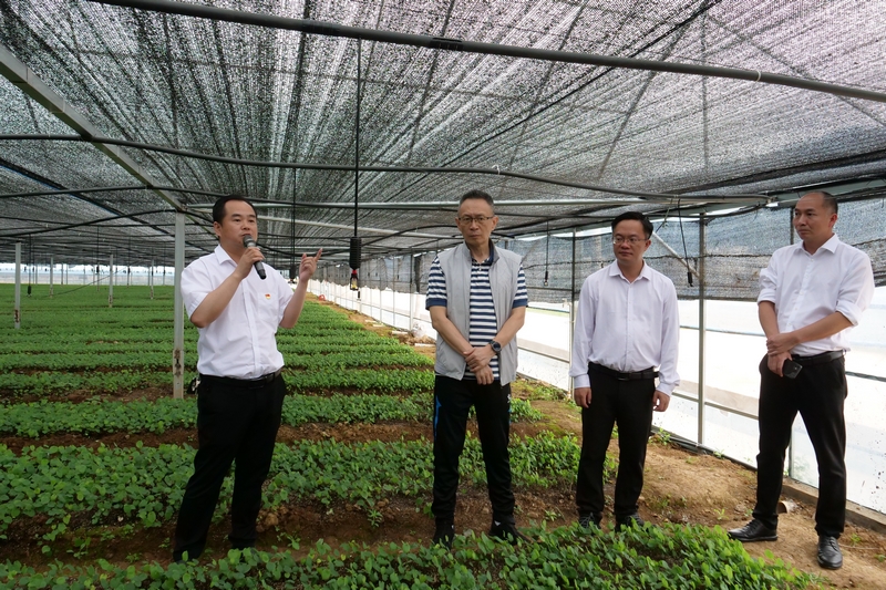 東莞市大朗鎮(zhèn)黨委書記郭懷(左二)晉帶隊考察何壩村淫羊藿育苗基地。