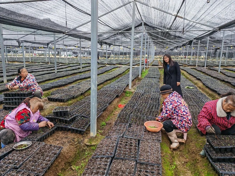 民和鎮(zhèn)何壩村中藥材種植示范區(qū)。