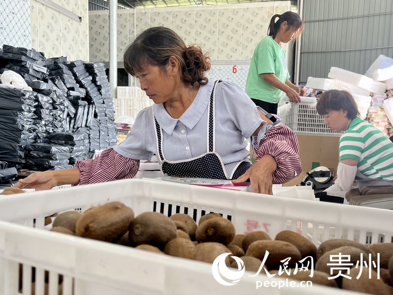 農戶在工廠內包裝獼猴桃禮盒。人民網 李麗萍攝