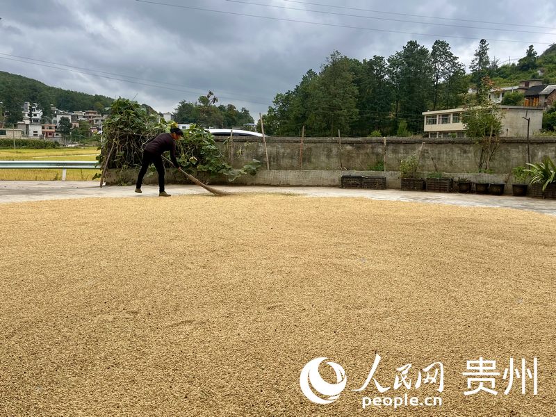 農戶在家門口晾曬稻谷。人民網 李麗萍攝