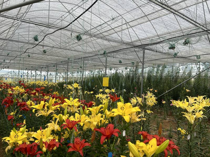 特色花卉產(chǎn)業(yè) (2).jpg