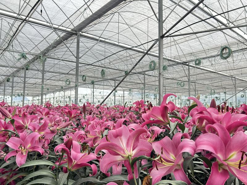 特色花卉產(chǎn)業(yè) (2).jpg