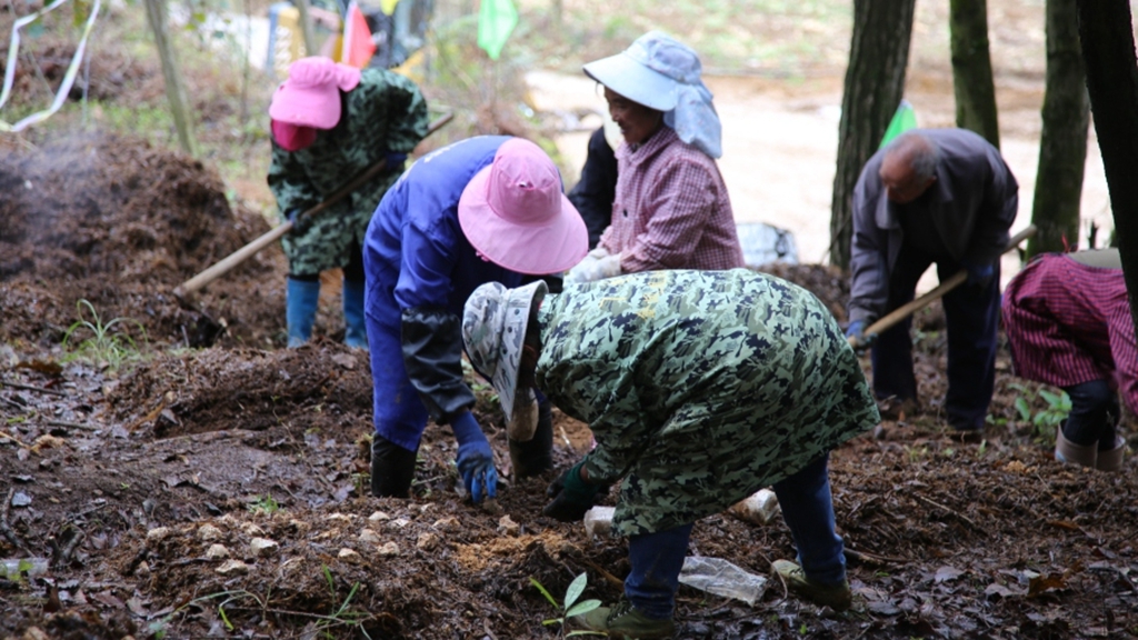 產業工人正在擺放菌包。姜繼恒攝