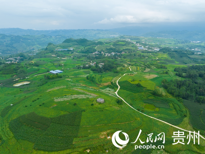 航拍畢節煙區一隅。 人民網 陽茜攝