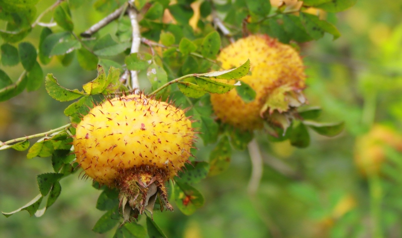 成熟的刺梨。黃梅梅攝