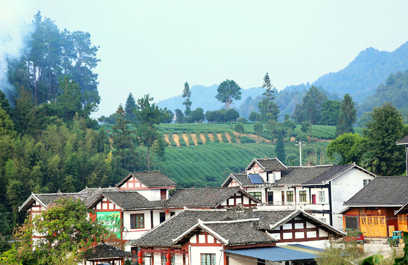 湄潭縣興隆鎮龍鳳村田家溝民居后的茶山。顧蘭云 攝