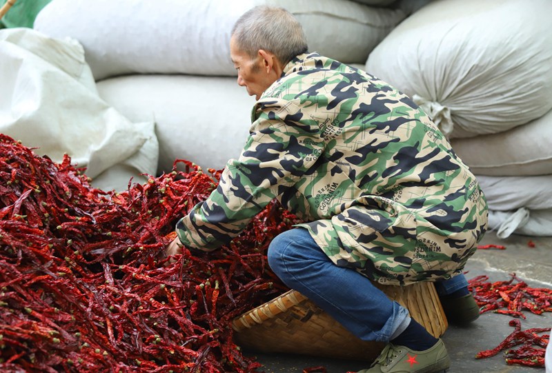 工人將干辣椒打包裝袋。顧蘭云攝
