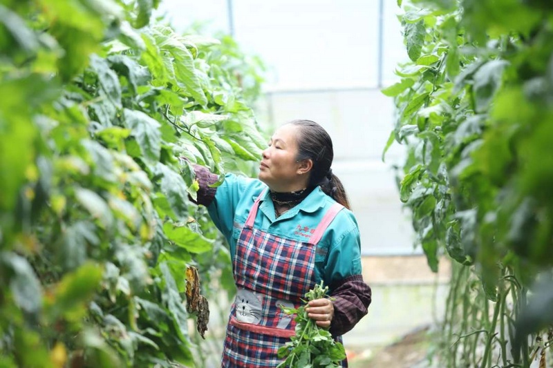 高質量發展調研行 |“科技范”的大棚里滿載豐收希望【4】