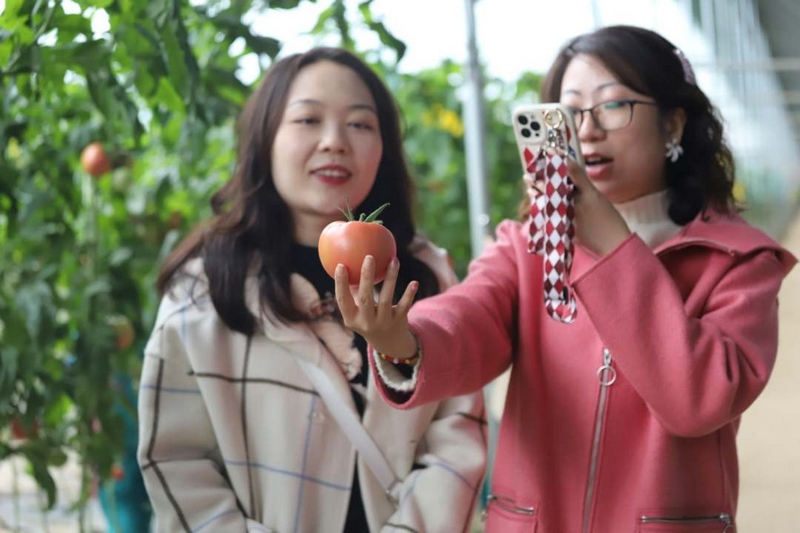 高質量發展調研行 |“科技范”的大棚里滿載豐收希望【5】