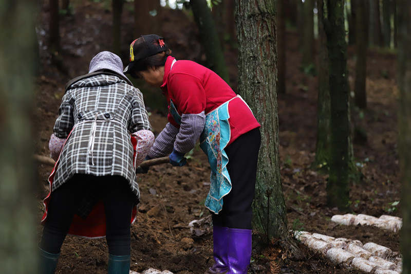  圖為工人對(duì)菌棒進(jìn)行埋栽。