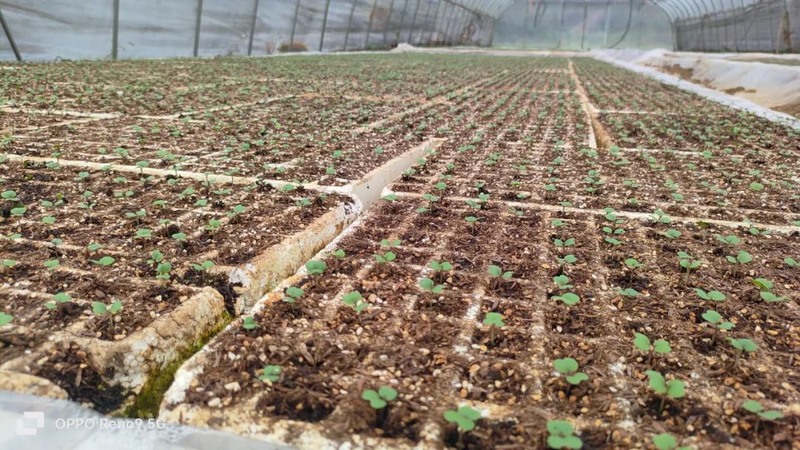 實興鄉秋冬種現場。