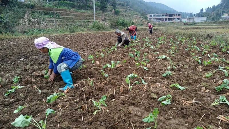 實興鄉秋冬種現場。