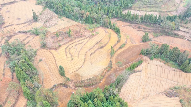 實興鄉秋冬種現場。