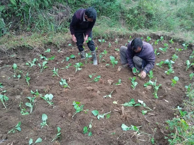實興鄉秋冬種現場。