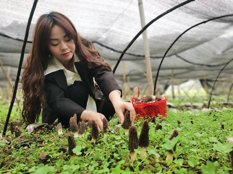 種植戶采摘羊肚菌。