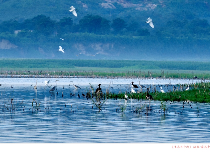 生態天臺湖。藺荔青攝