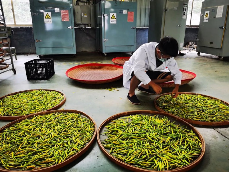 村民在加工黃花菜。田強攝