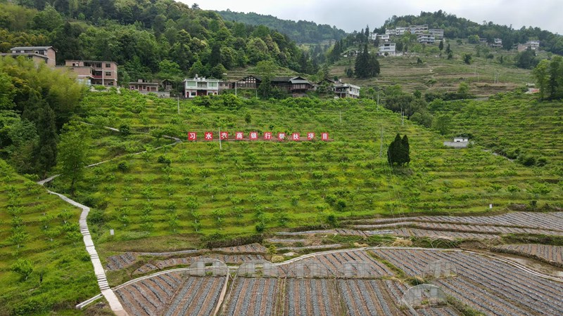 4、程寨鎮(zhèn)石門村桃子種植園 。習水縣融媒體中心供圖