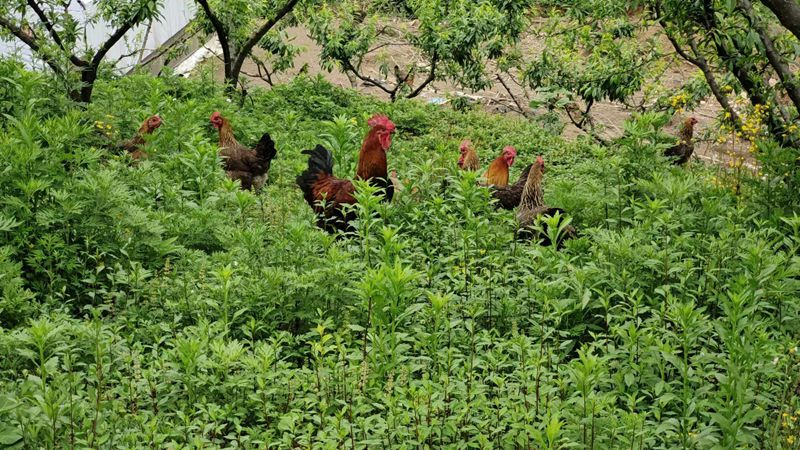 雞在樹林里面自由覓食。