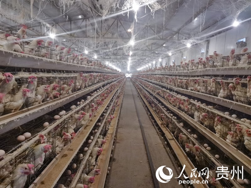 盤踅村蛋雞養殖場一隅。人民網 王秀芳攝