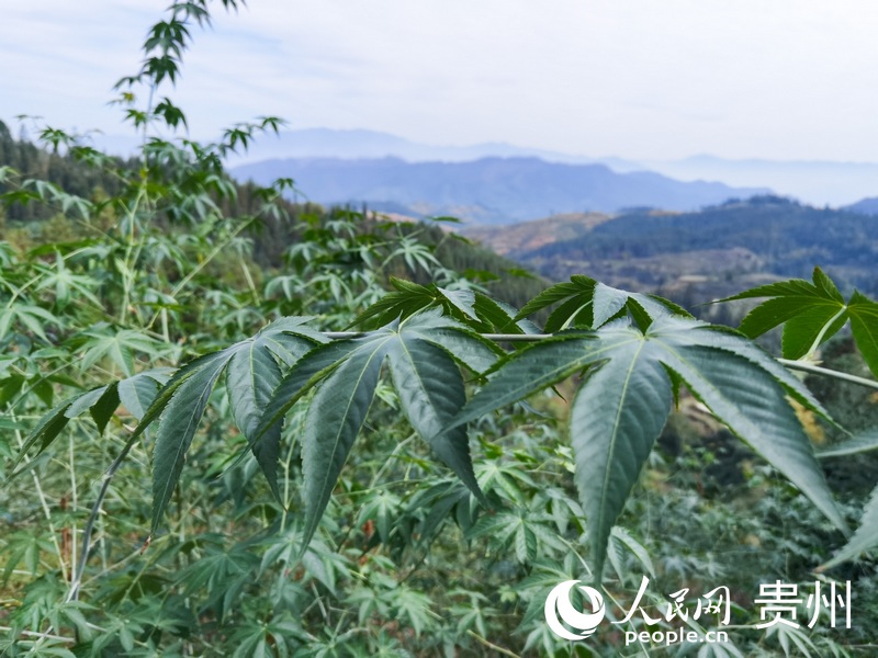 華優村長勢喜人的甜茶。人民網 王秀芳攝