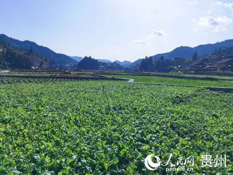 平堡村田園風光。人民網 王秀芳攝