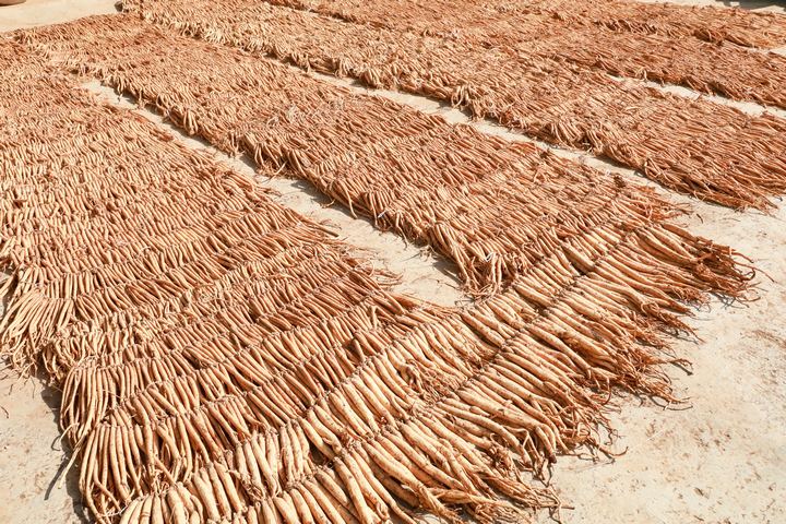 11月21日，在威寧自治縣海拉鎮(zhèn)海昌村黨支部領(lǐng)辦合作社晾曬場正在晾曬的黨參。趙慶能攝