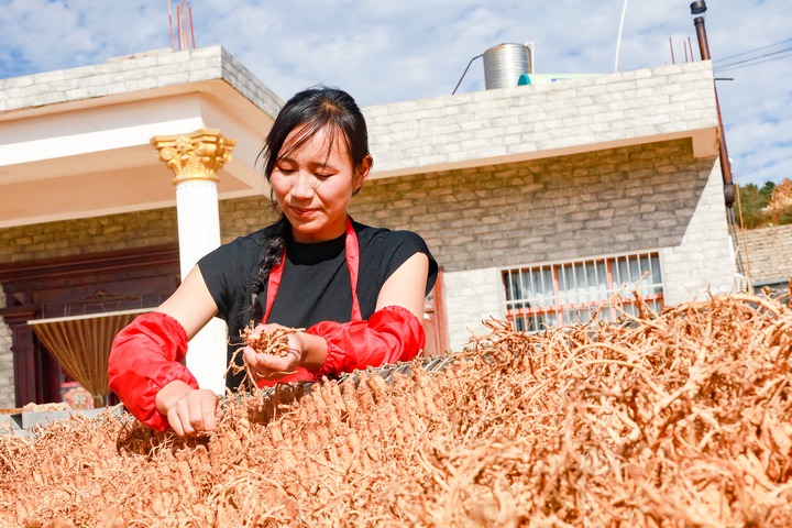 藥農(nóng)正在對晾曬的黨參去芽。趙慶能攝