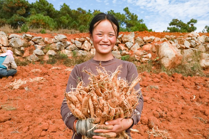 藥農(nóng)展示自己剛采挖的黨參。趙慶能攝