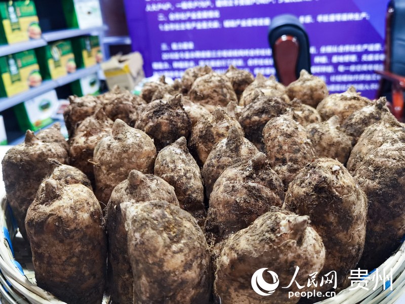 大方天麻。人民網(wǎng) 王秀芳攝